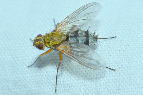 Dexiosoma caninum